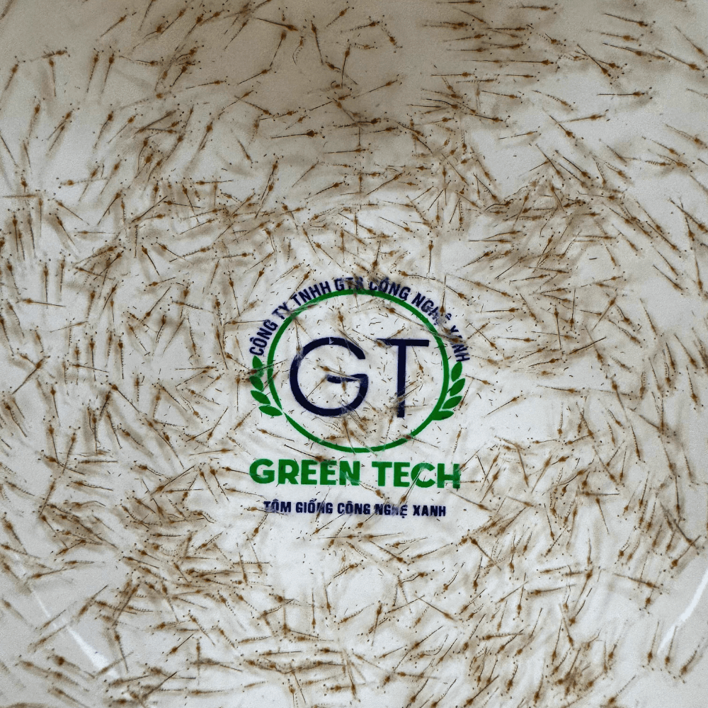 Tôm giống thẻ chân trắng chất lượng cao