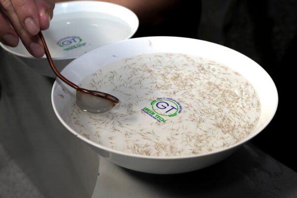Kiểm tra tôm giống thẻ chân trắng Green Tech trong dụng cụ quan sát