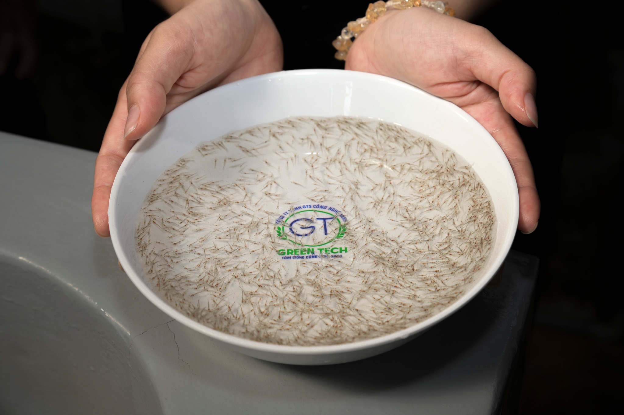 tôm giống thẻ chân trắng Green Tech