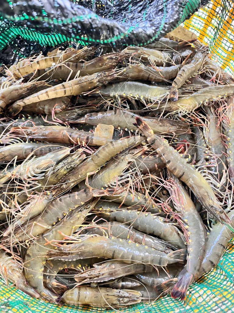 sản phẩm tôm giống Green Tech
