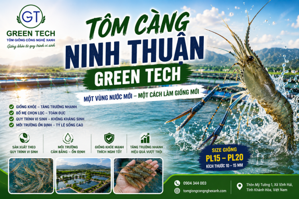 Càng giống toàn đực Green Tech tôm càng Ninh Thuận
