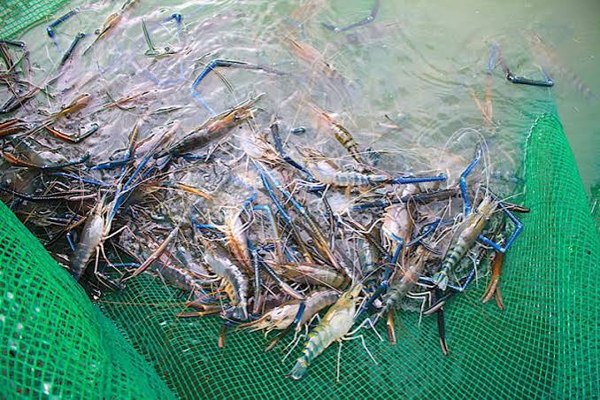 Tôm càng xanh giống thực tế trong lưới ương